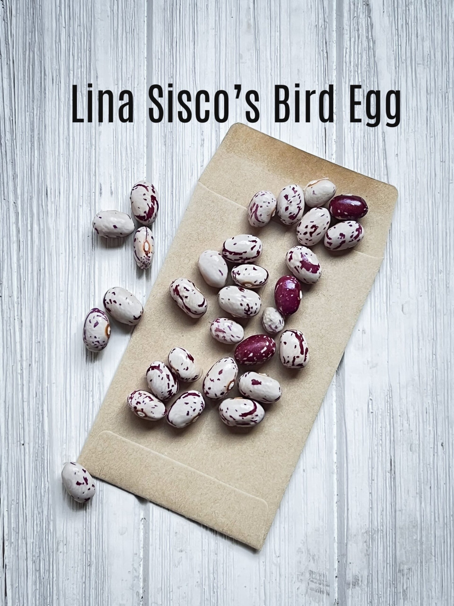 Lina Sisco’s Bird Egg Bean image 1