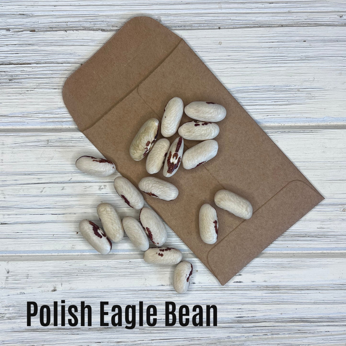 Polish Eagle bush bean image 1