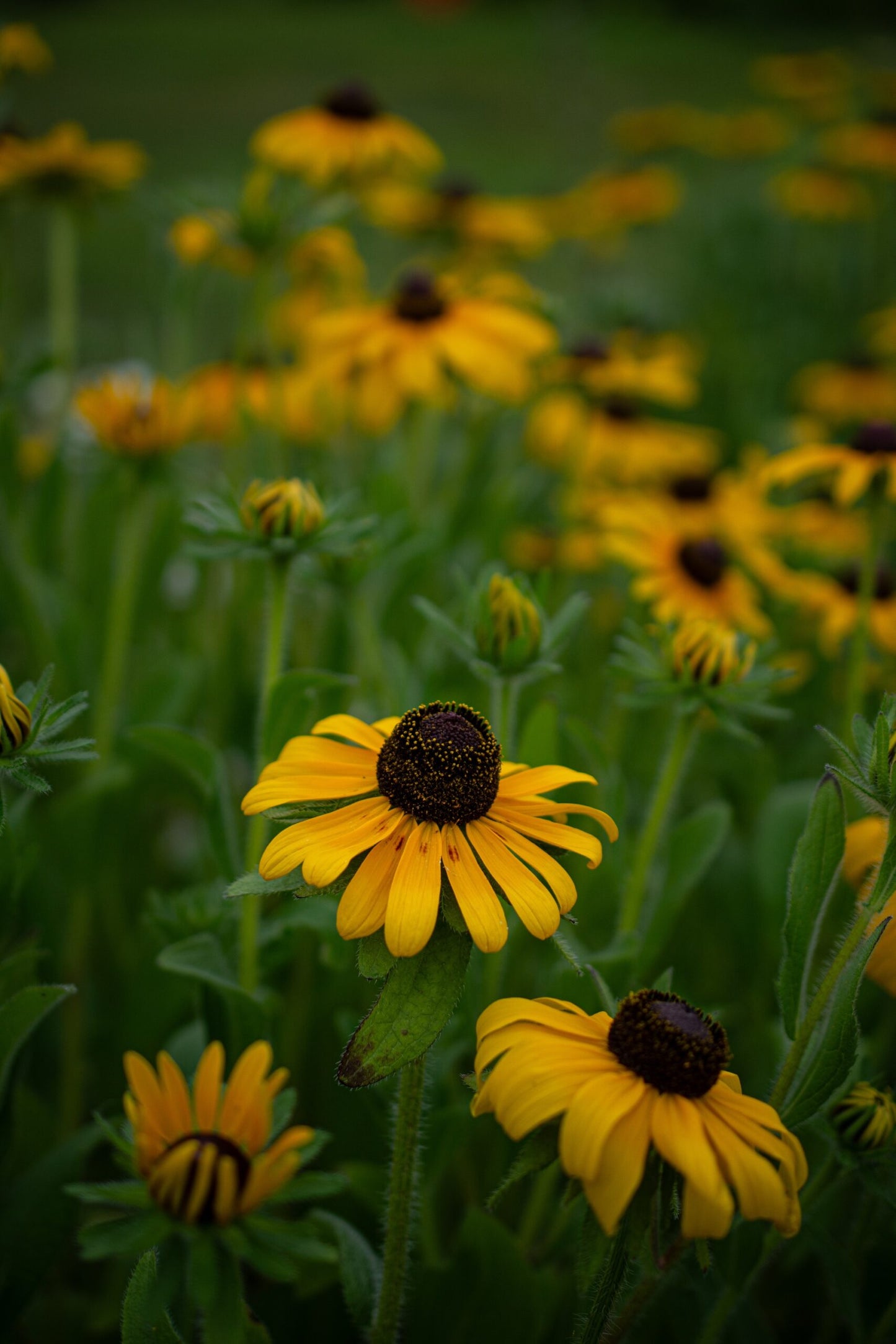 Rudbeckia image 3