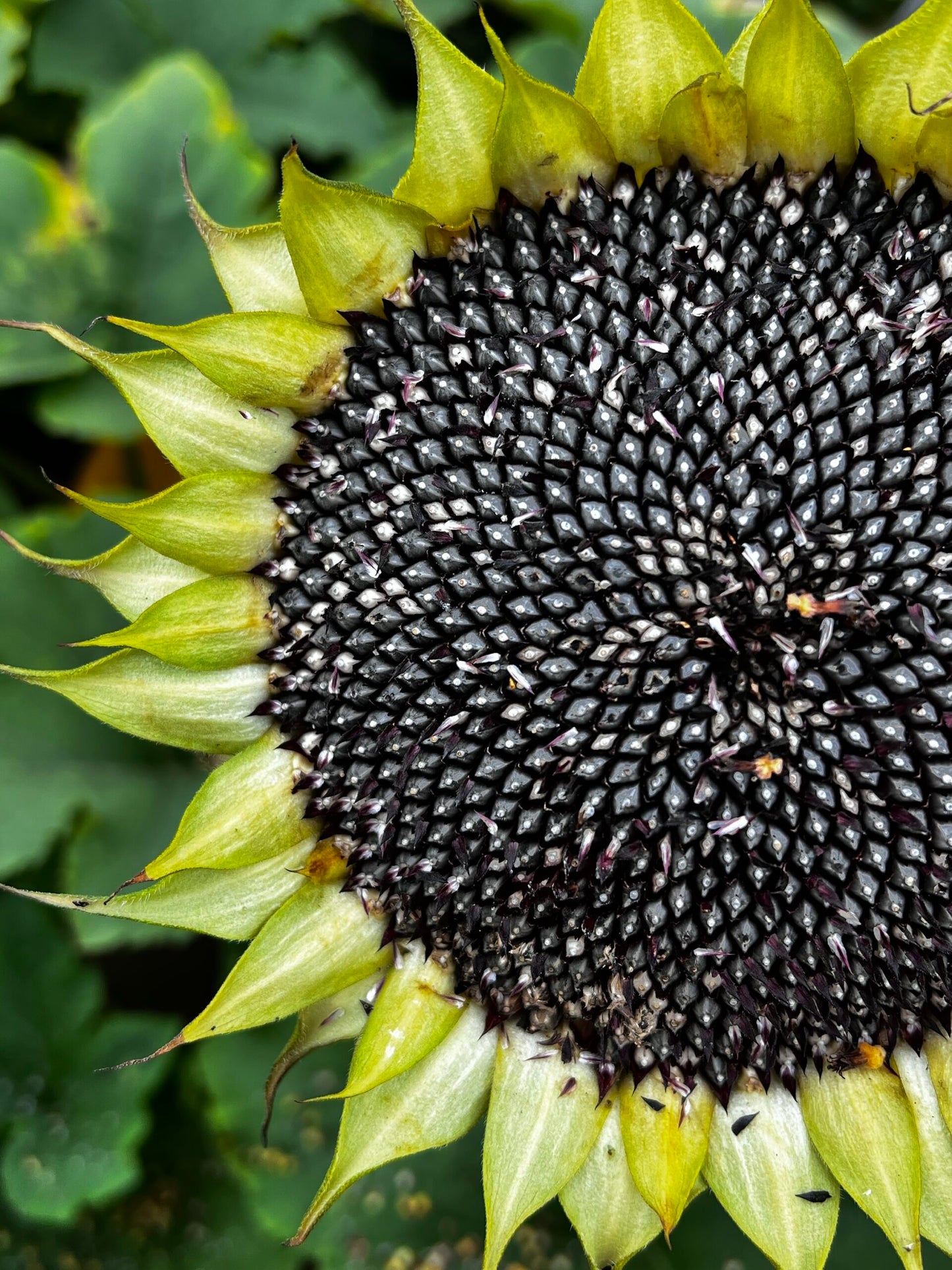Sunflower Seed Mix image 0