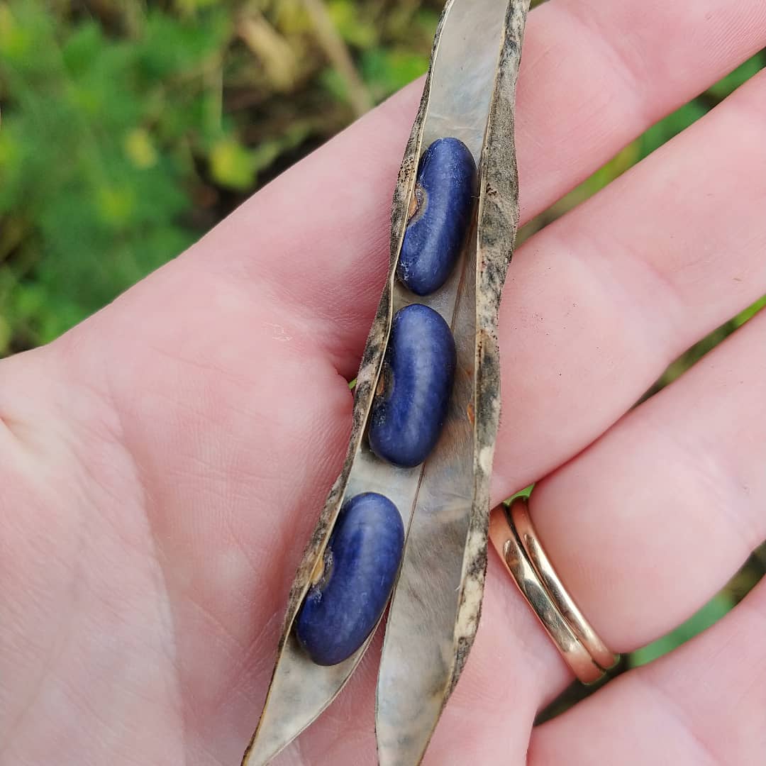 Sacre Bleu pole bean seeds image 2