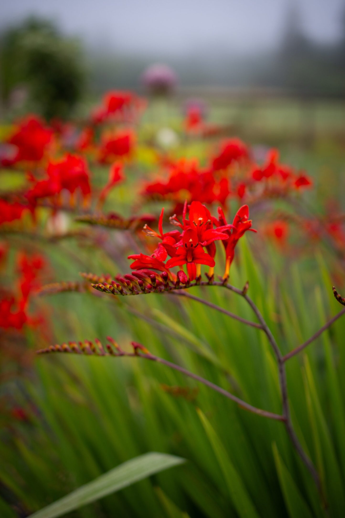 Crocosmia image 1