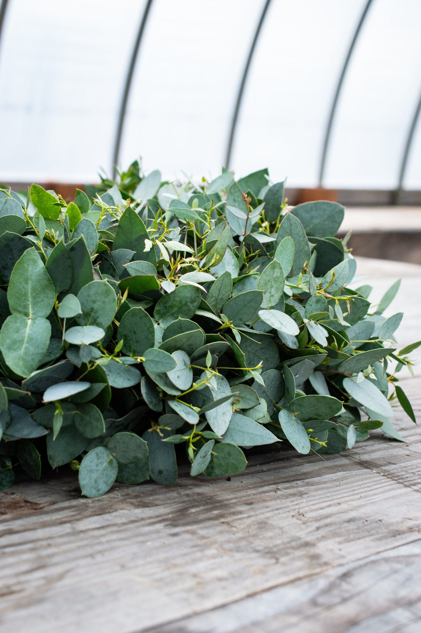 Eucalyptus Wreath image 3