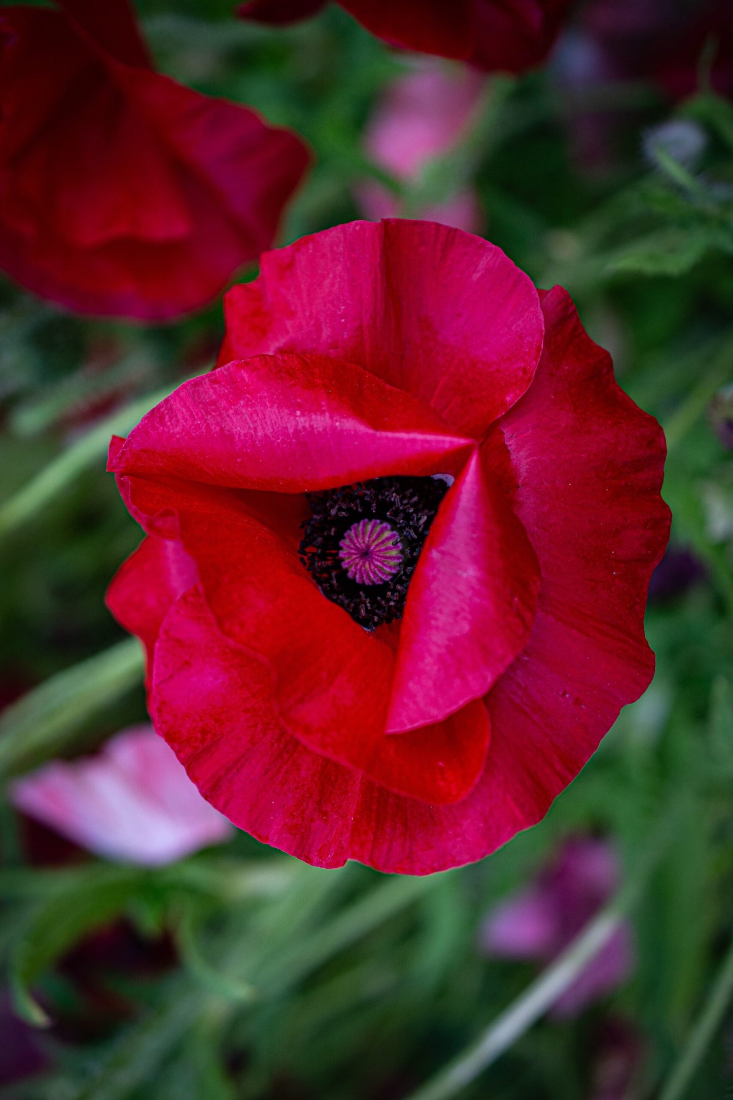 Poppy Mix image 4