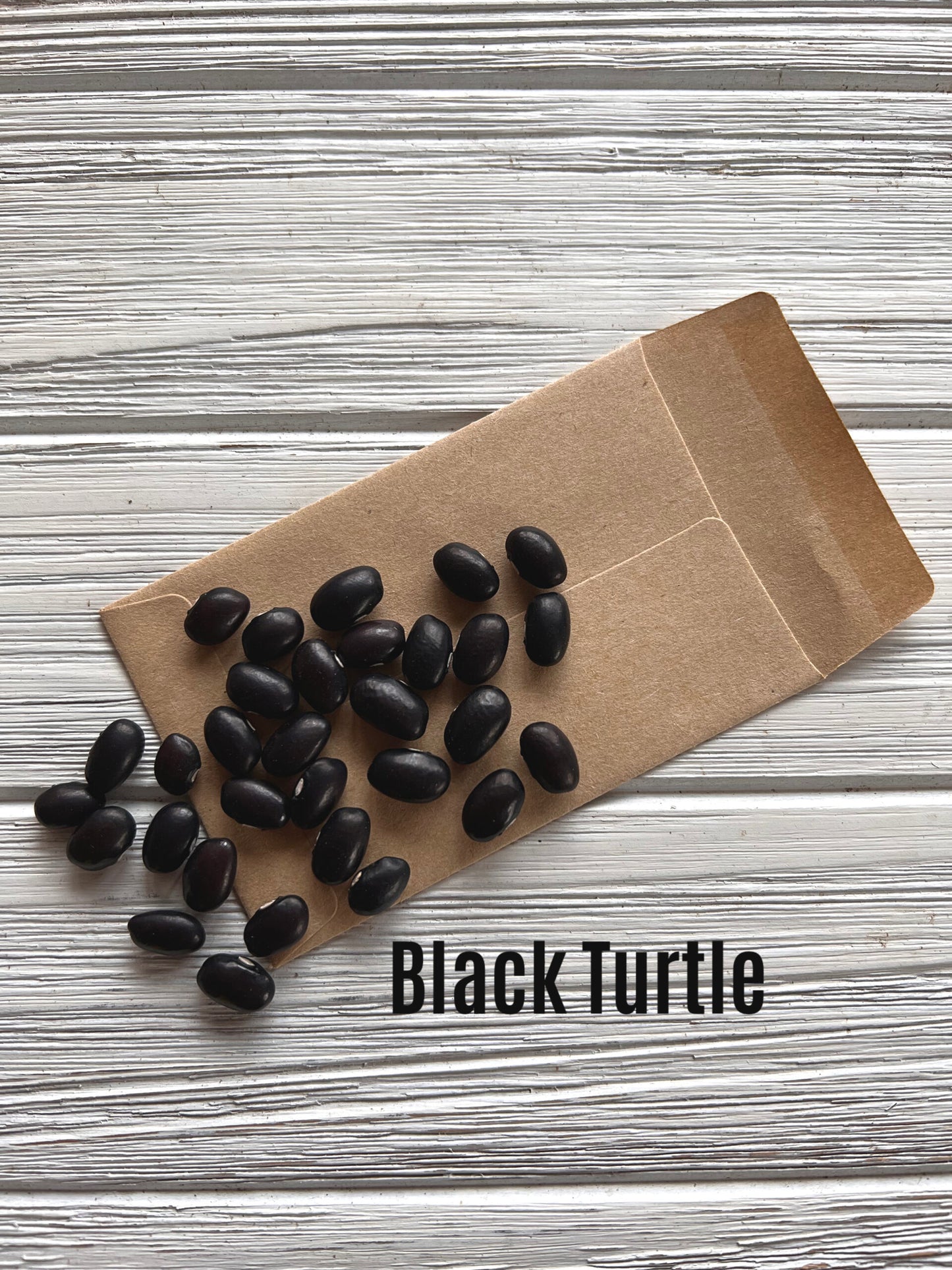 Black Turtle image 1