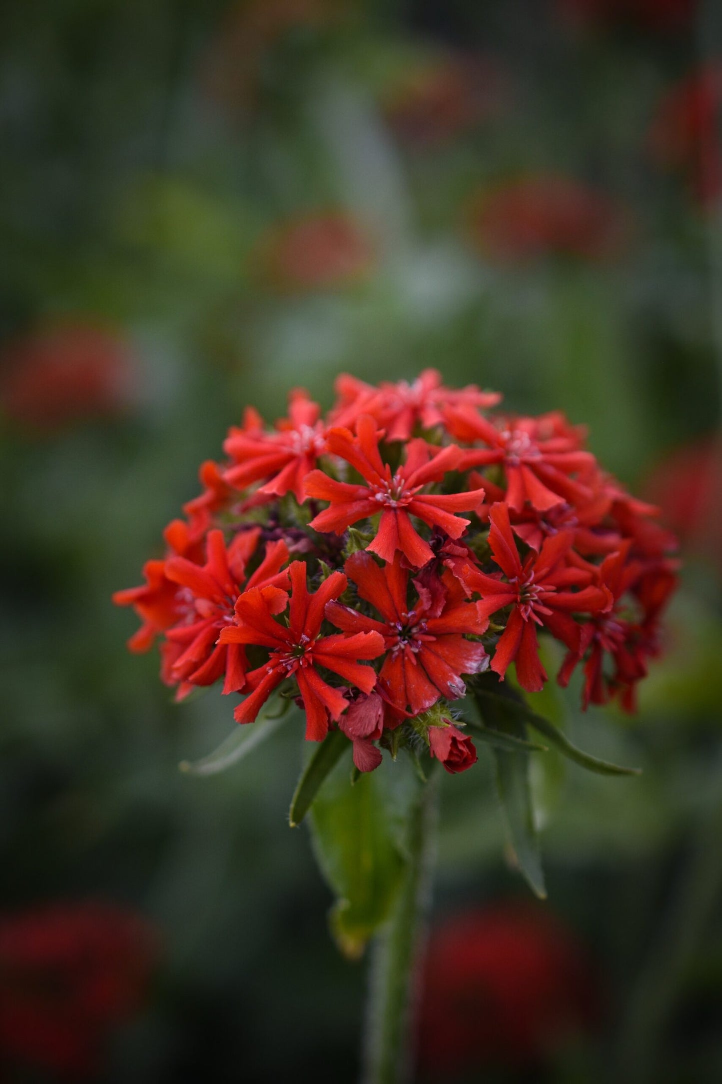 Maltese Cross image 0