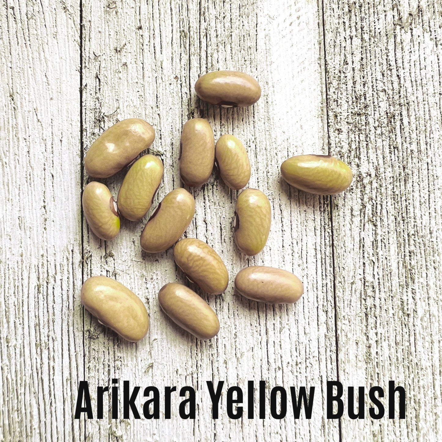 Arikara Yellow image 1