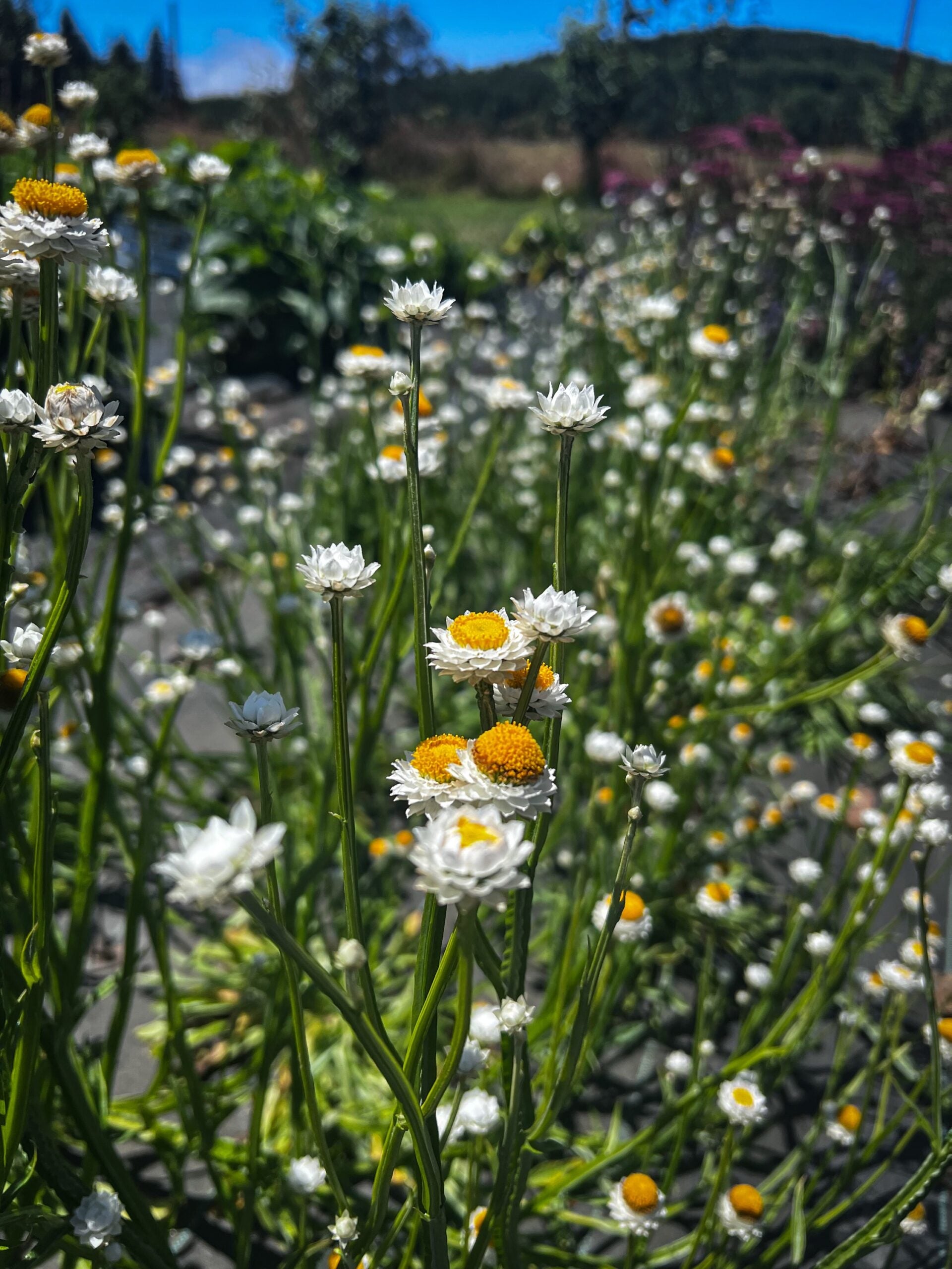 Winged Everlasting image 2