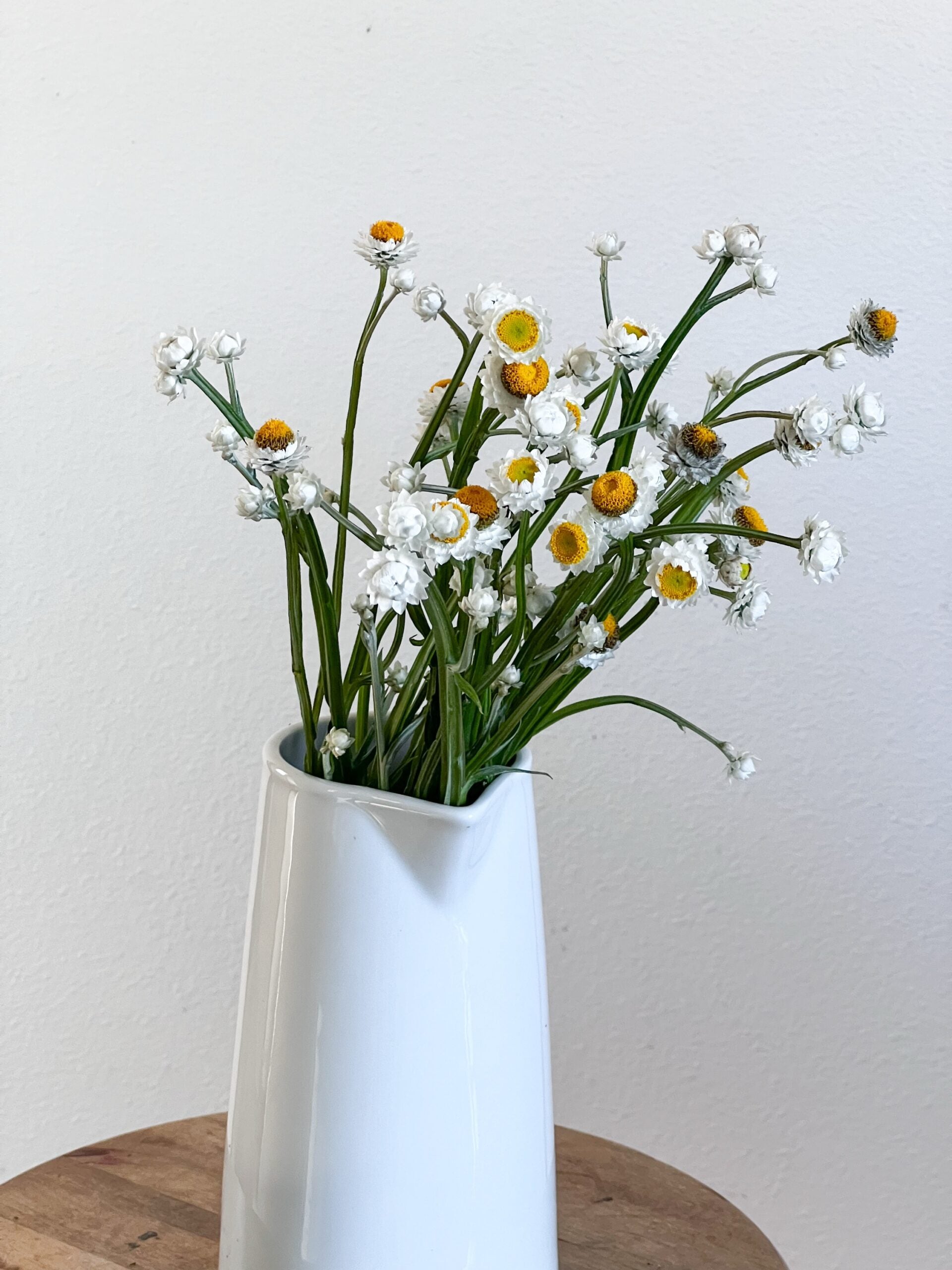 Winged Everlasting image 0