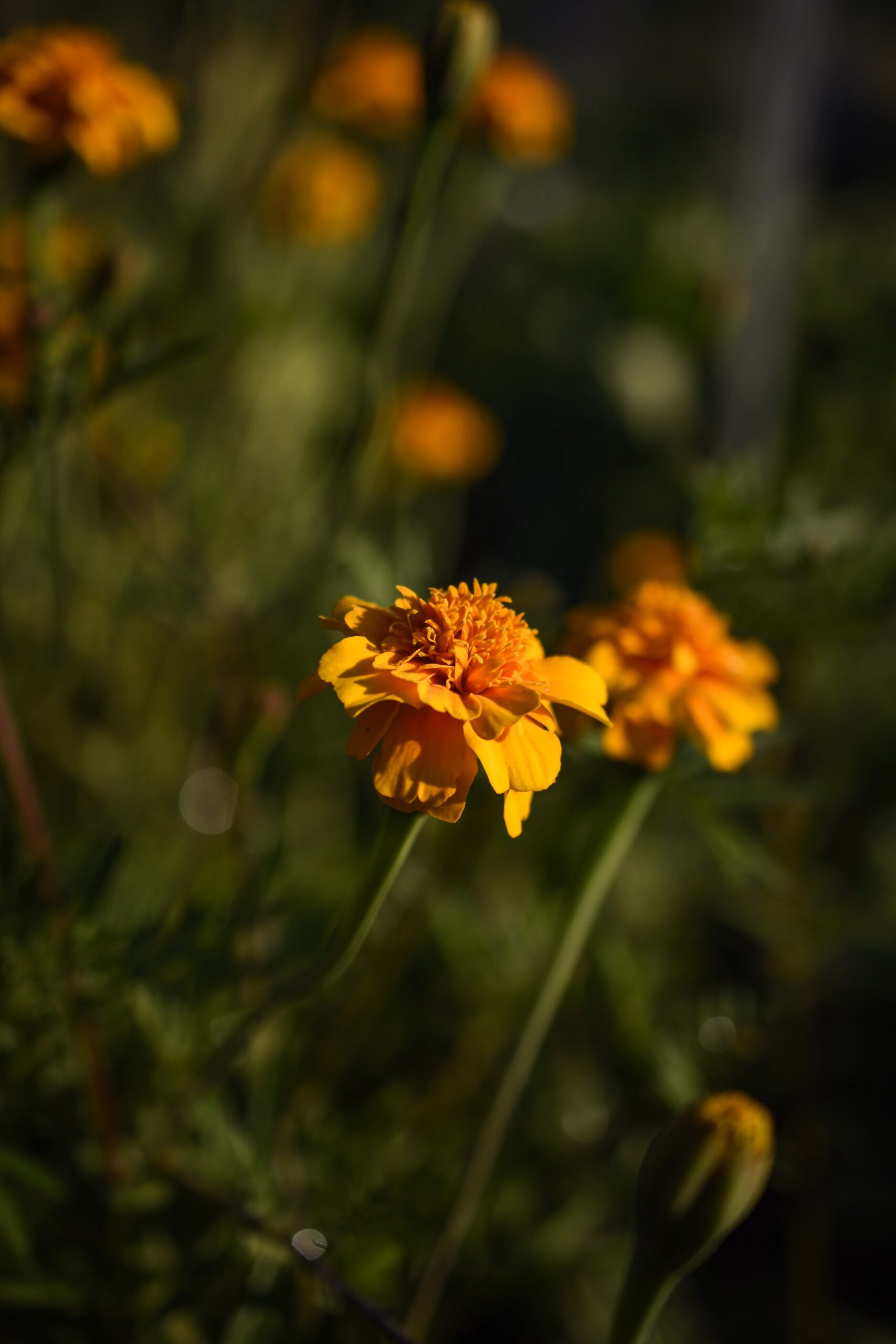 Nematode Control Marigold image 1