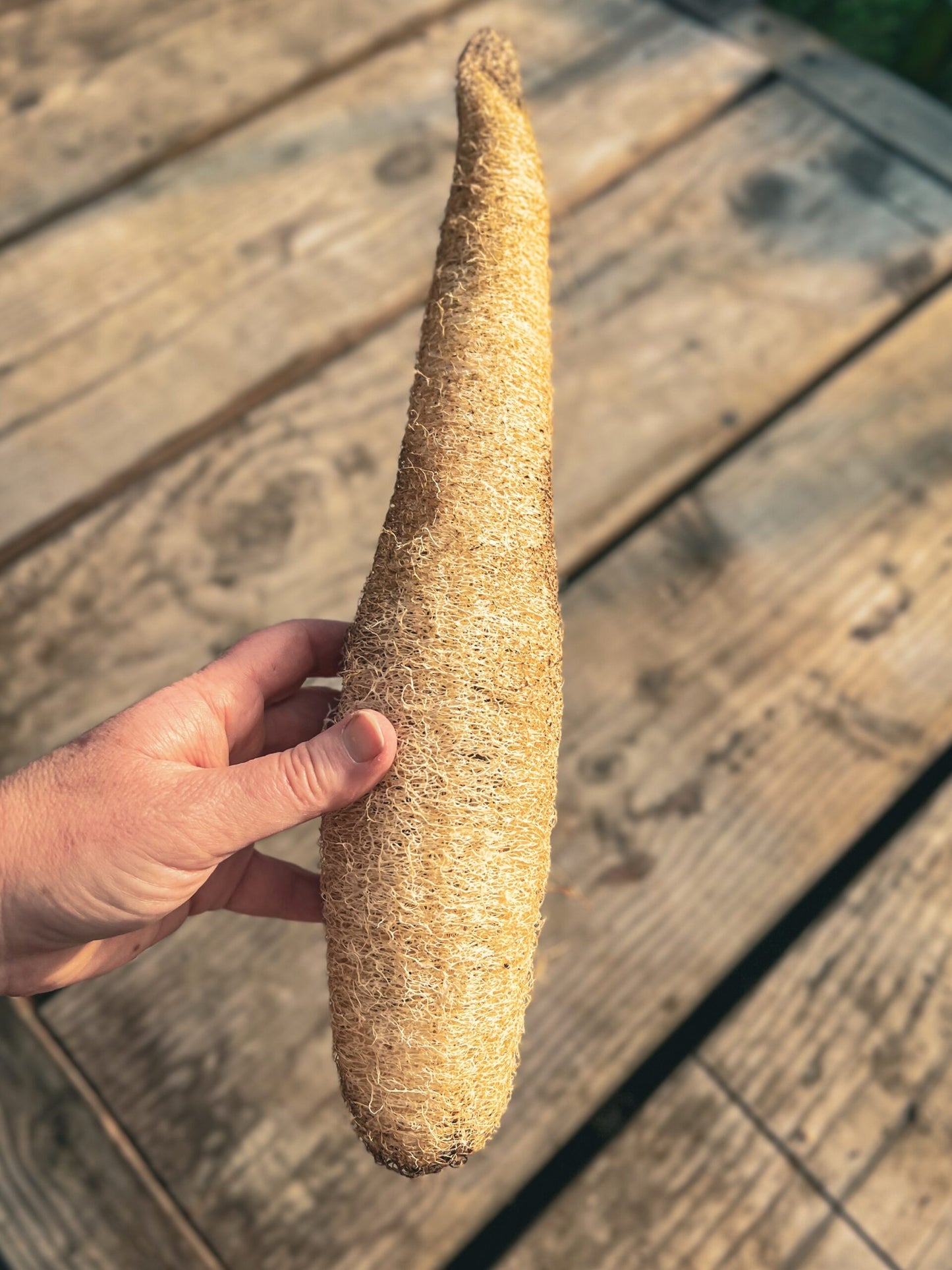 Luffa Gourd Seed image 0