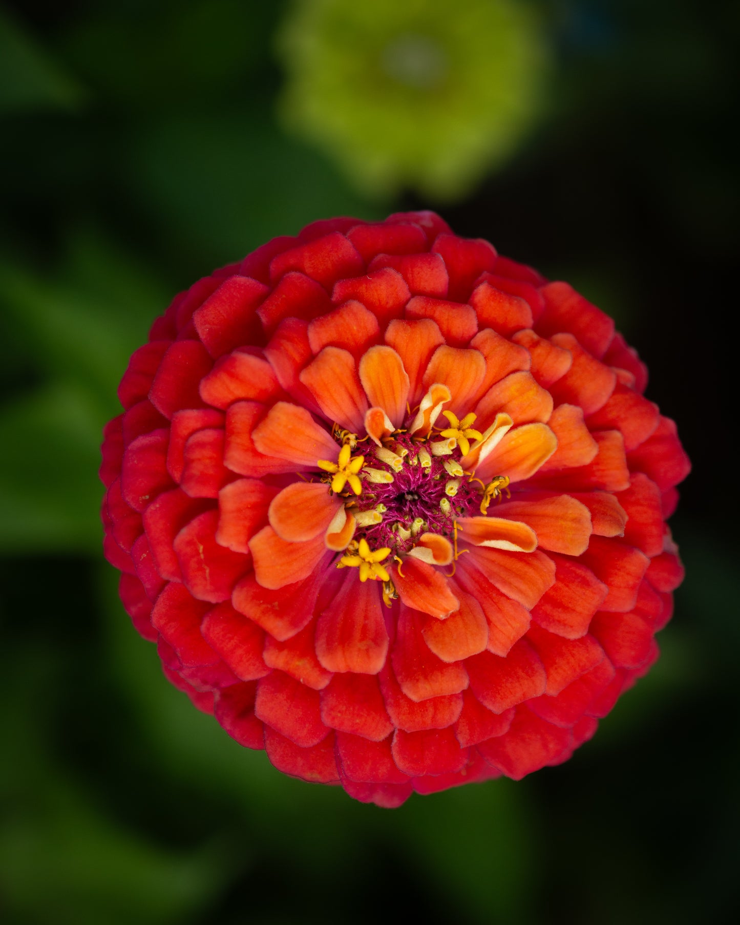 Zinnia mix seeds
