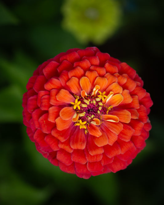 Zinnia mix seeds