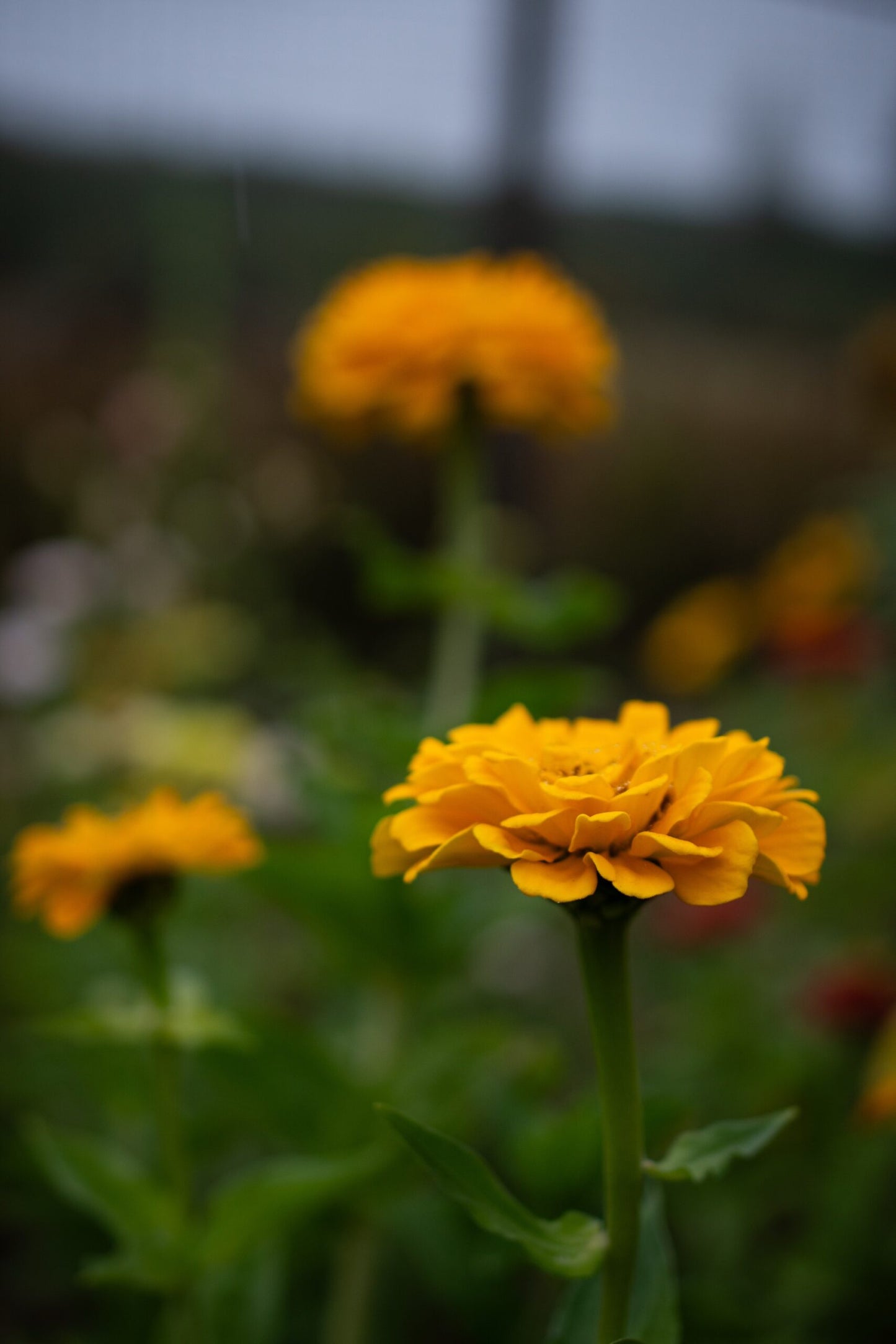 Nematode Control Marigold image 0