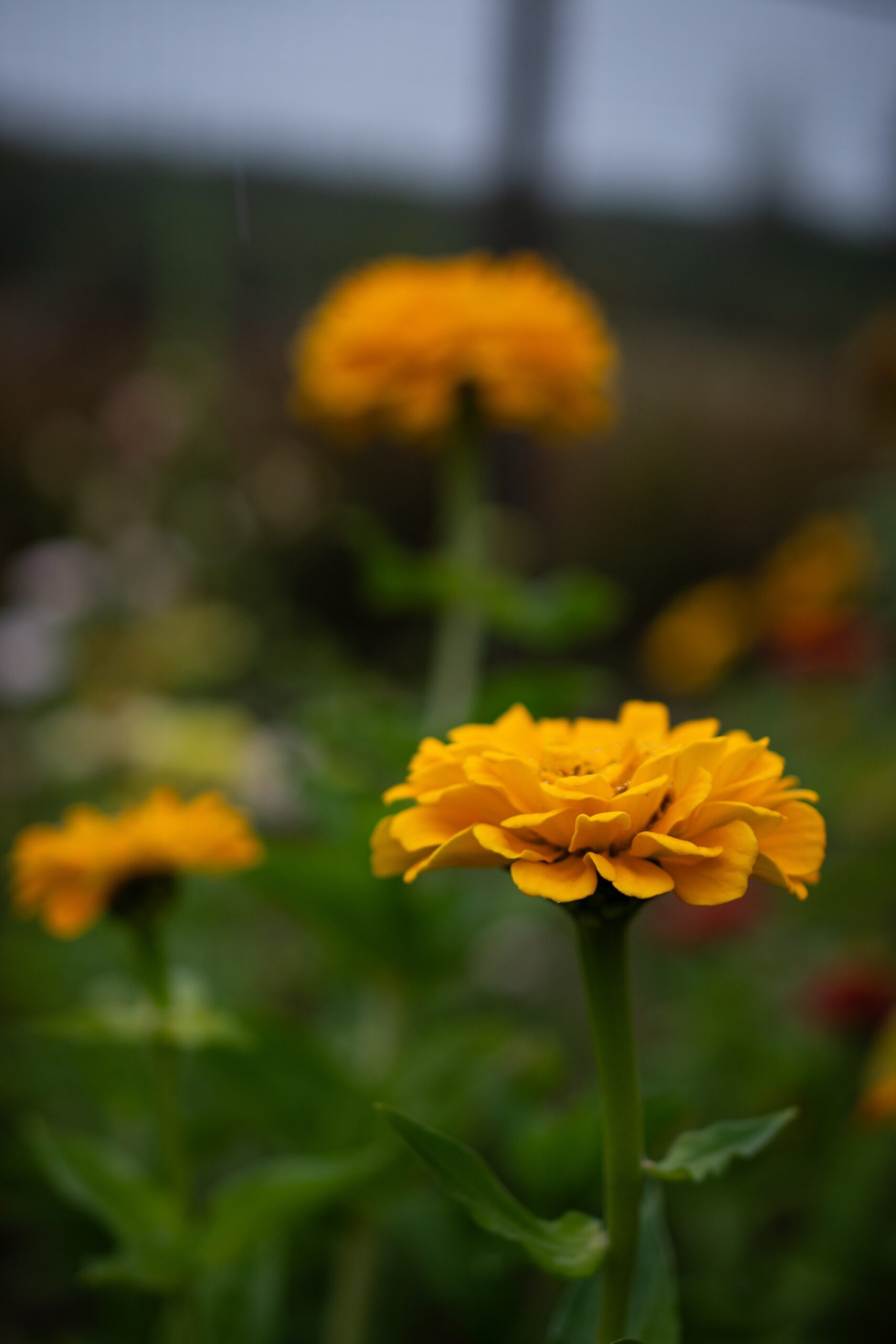 Nematode Control Marigold image 0