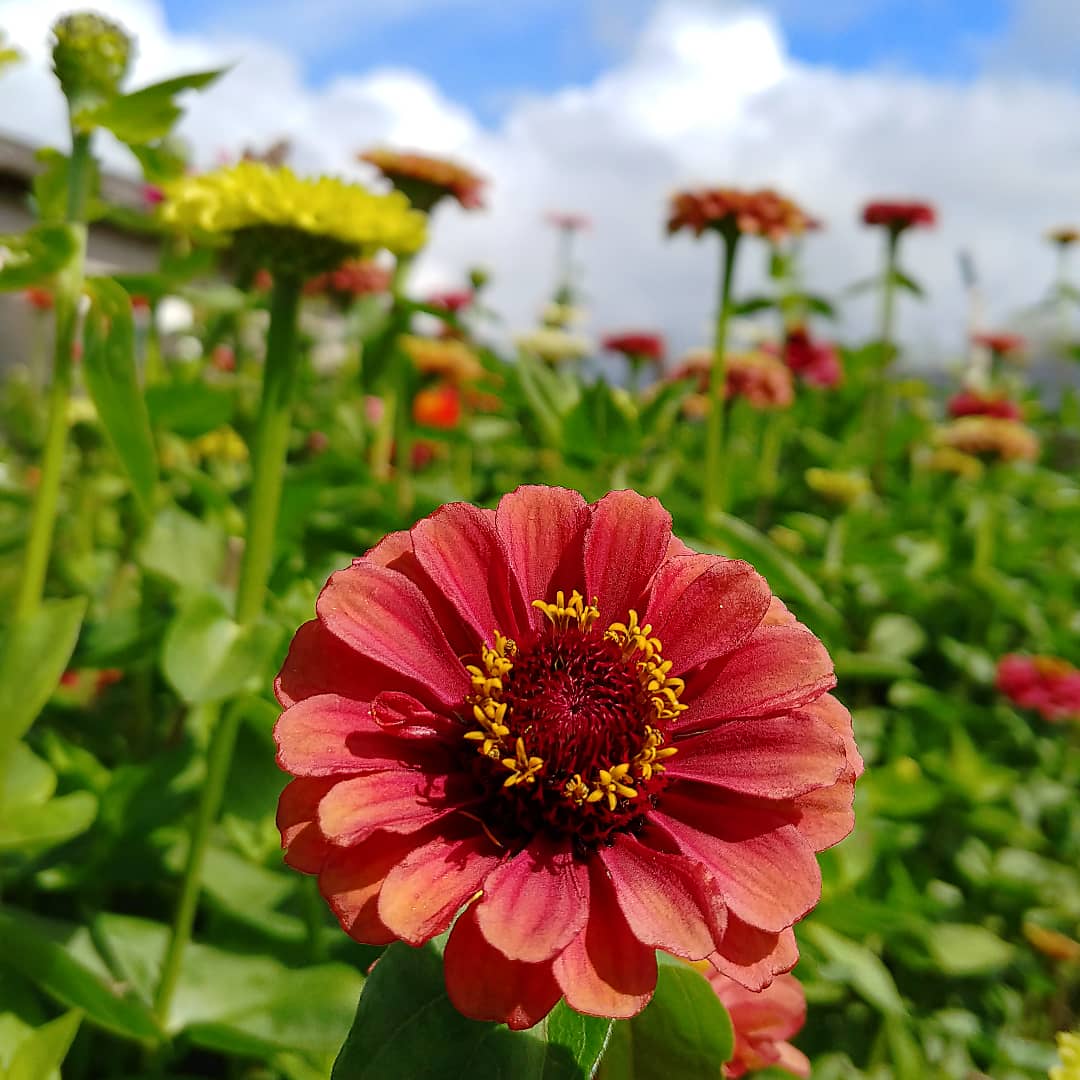 Zinnia mix seeds