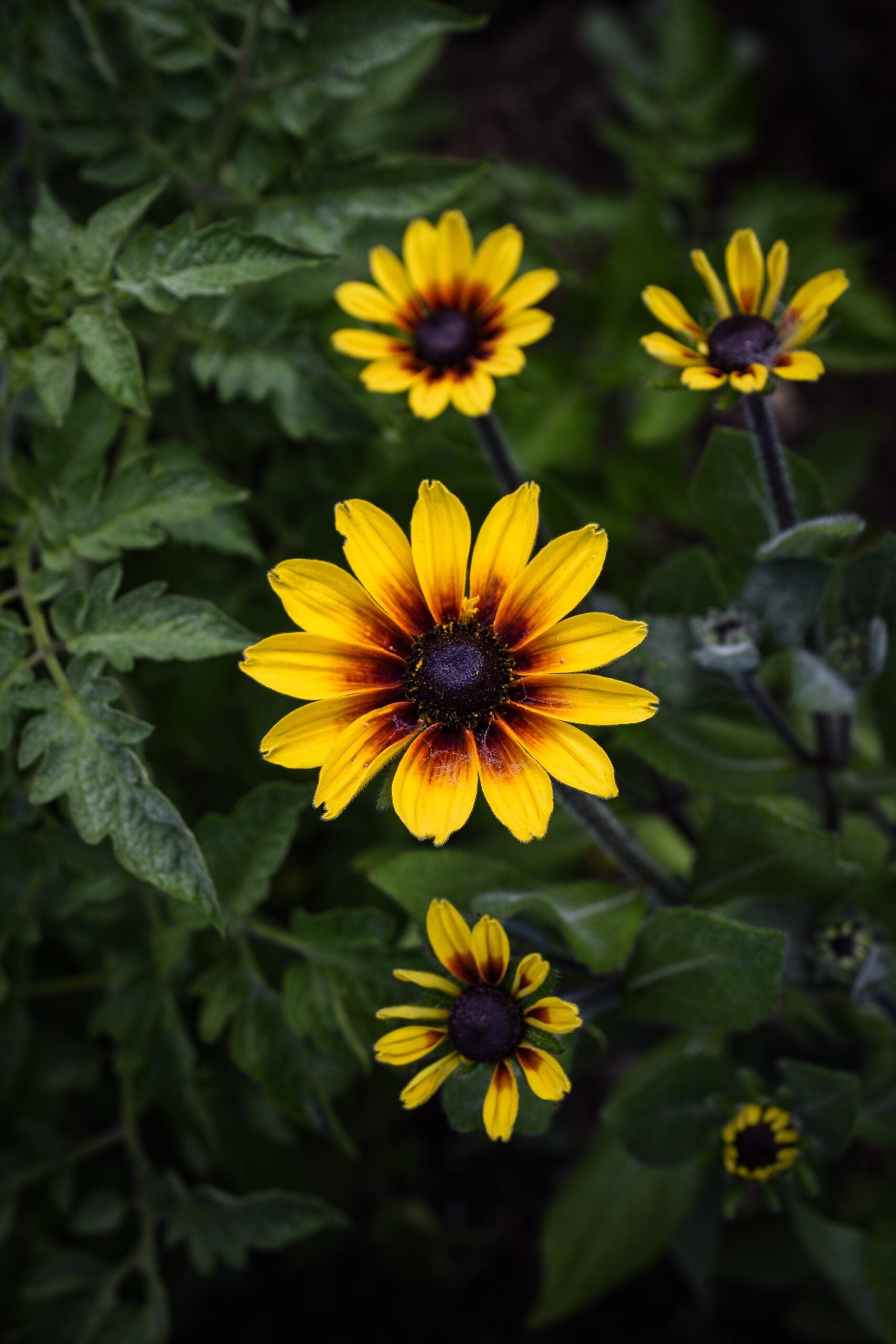 Rudbeckia image 1