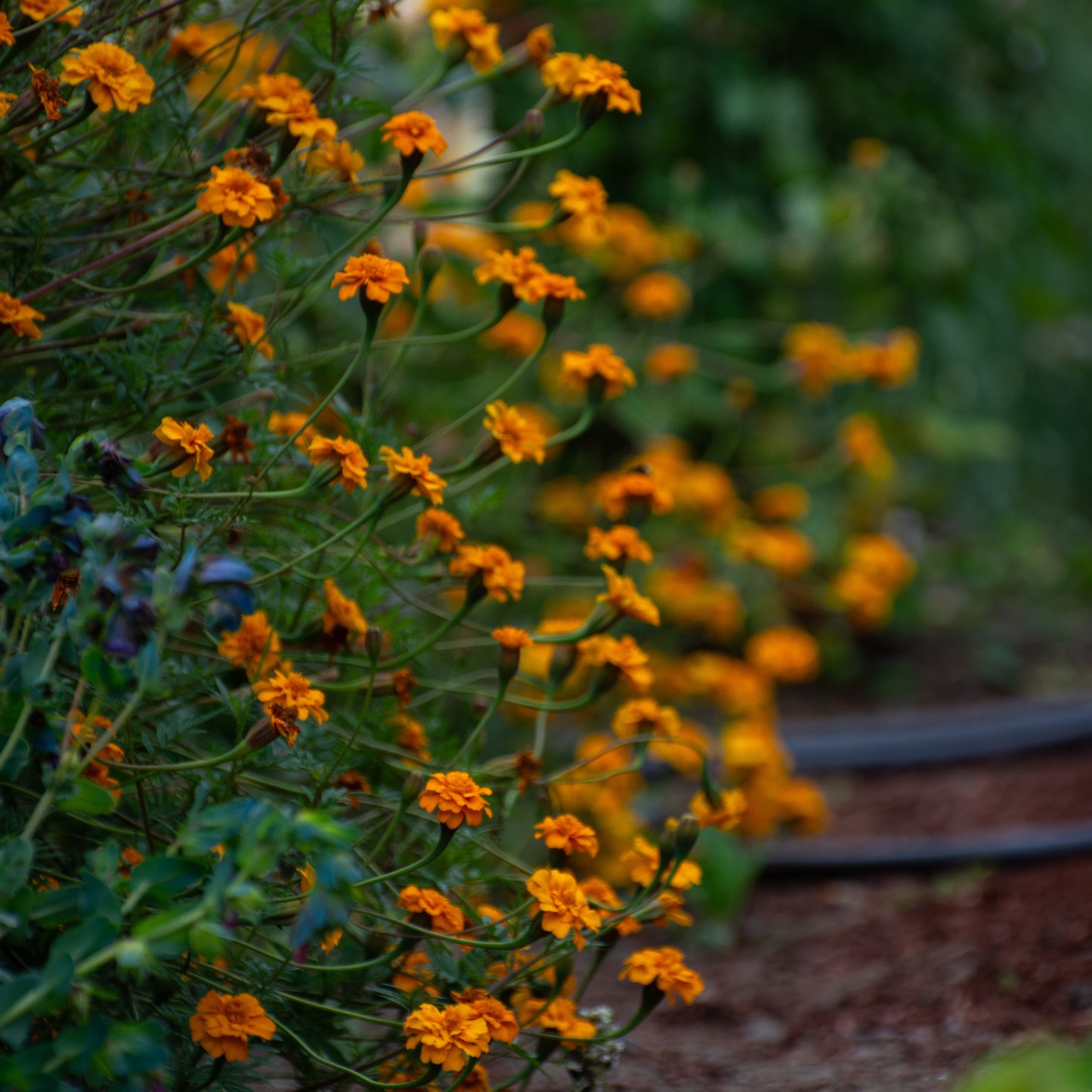 Nematode Control Marigold image 2