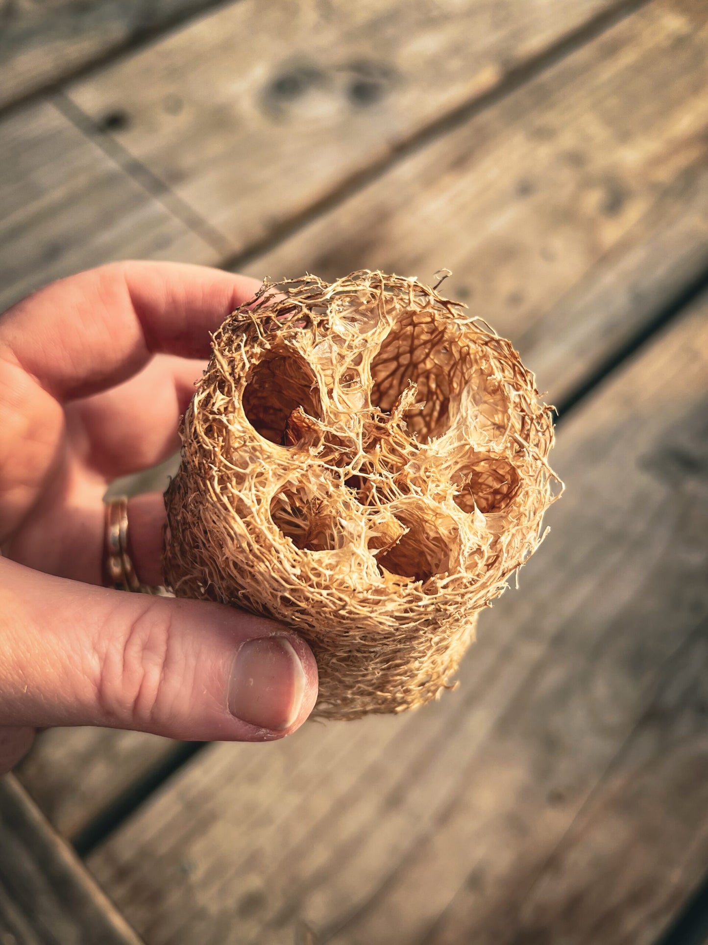 Luffa Gourd Seed image 1
