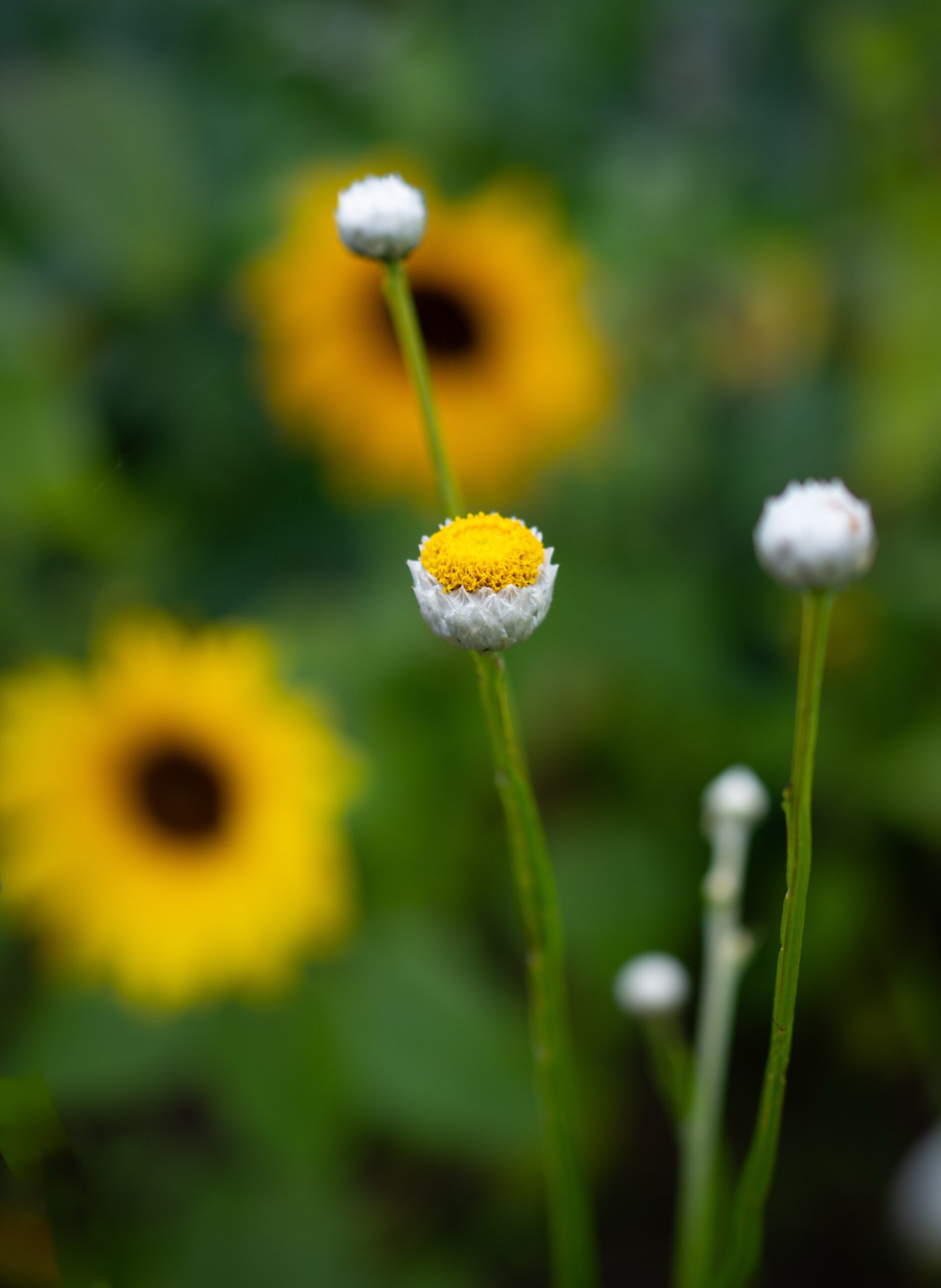 Winged Everlasting image 1