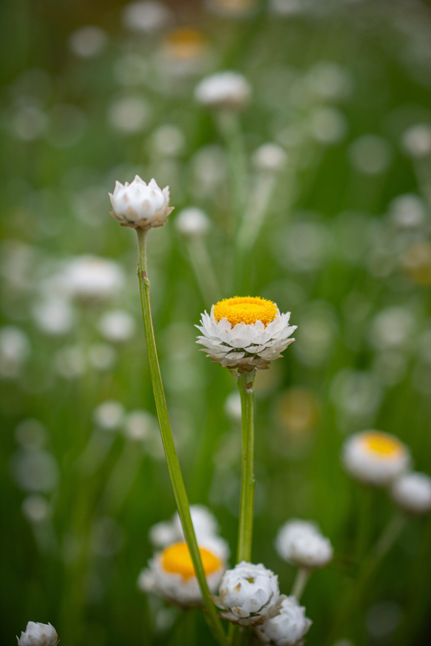 Winged Everlasting image 3
