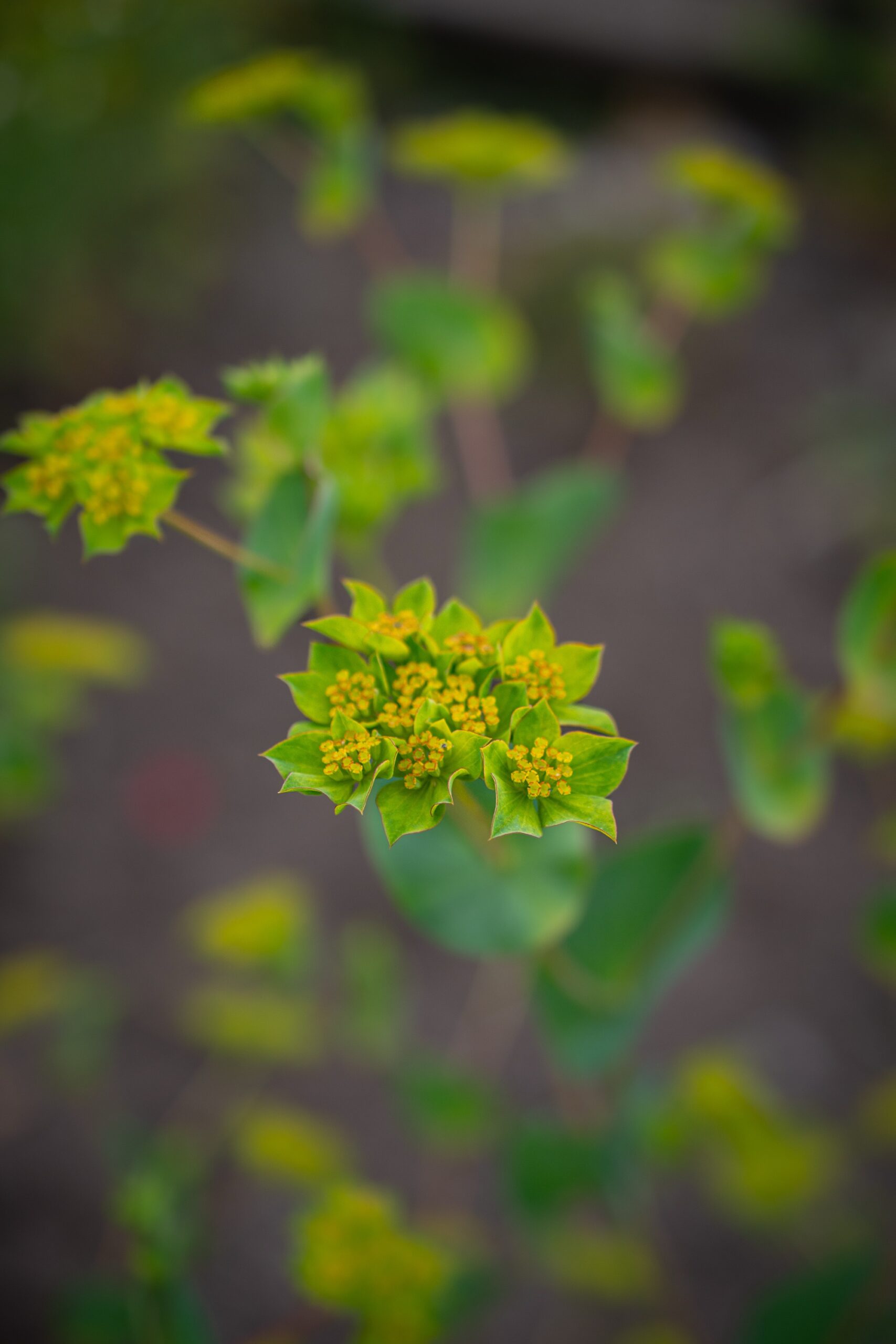 Green Gold Bupleurum image 0